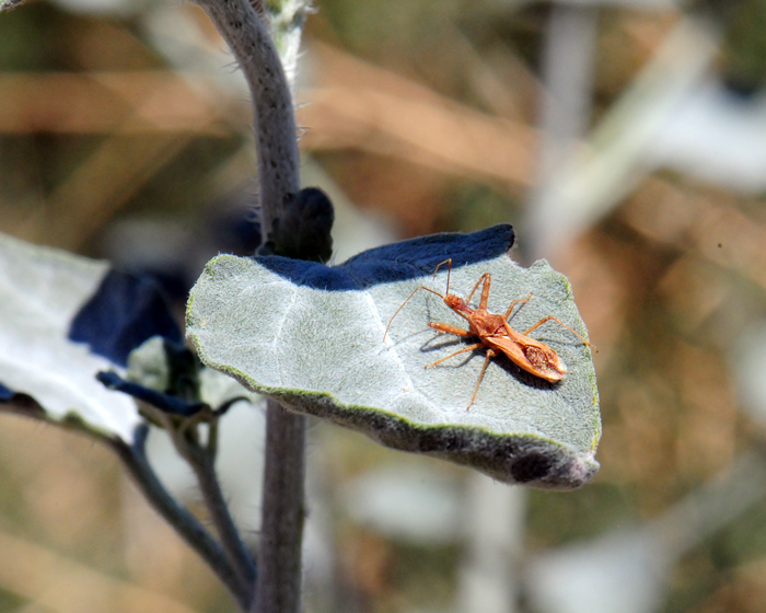 Desert Twinbugs plants are beneficial to and attract a lot of insects. Here is a “true bug” (Order Hemiptera) that looks similar to a kissing bug. Dicoria canescens